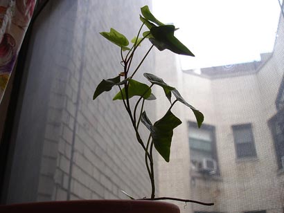 a plant grows in morningside